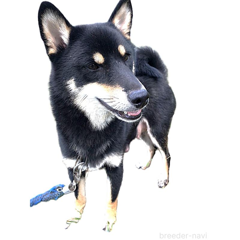 よもぎちゃん1枚目